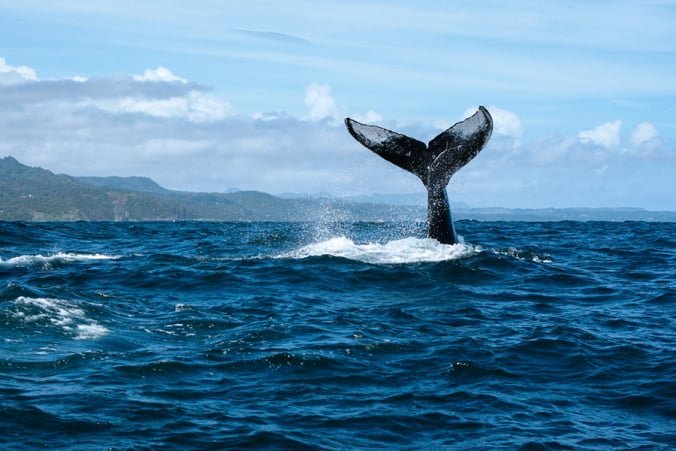 Tour en Barco Privado para ver las Ballenas Jorobadas en la Bahia de Samana Republica Dominicana.